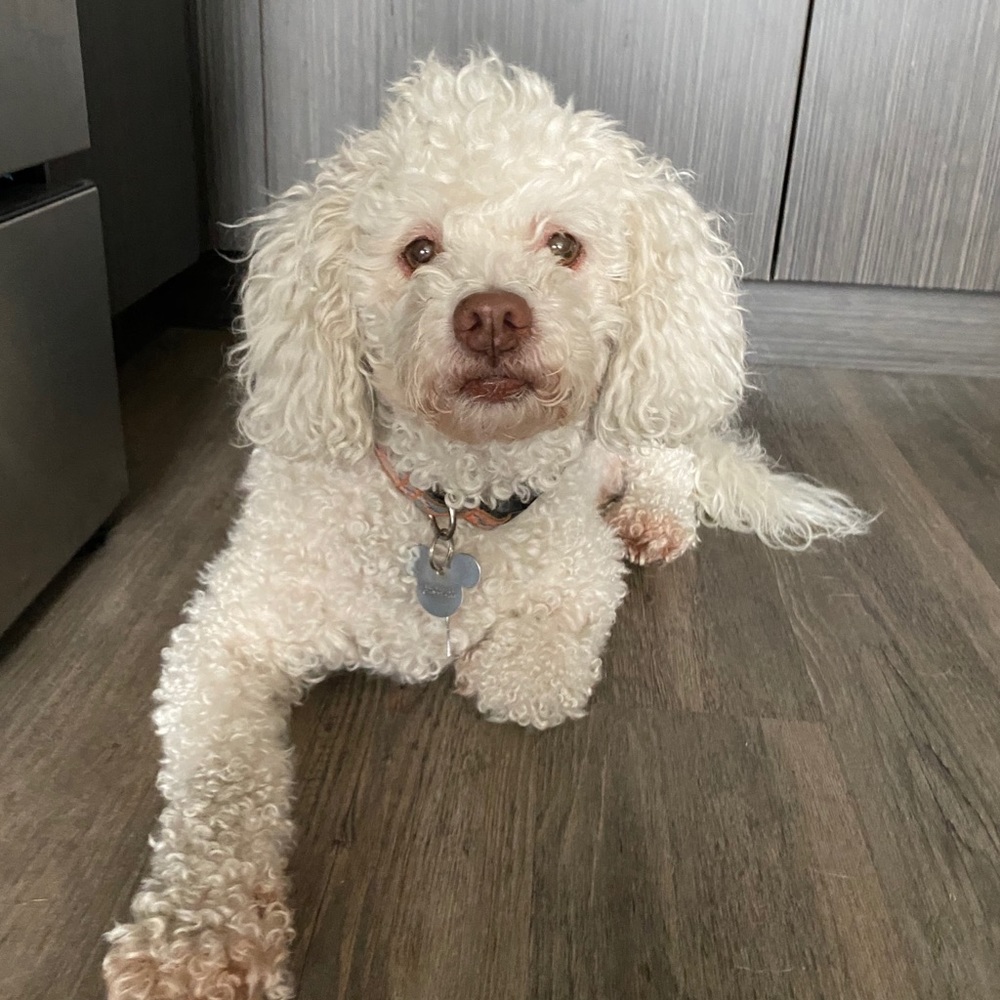 Meet your Posher, Shelby